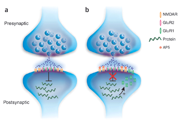 132_Postsynaptic responses.png